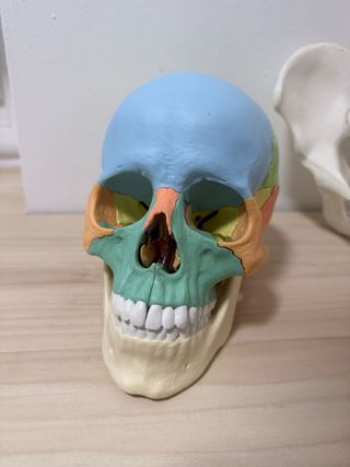 Craneo desmontable 22 piezas