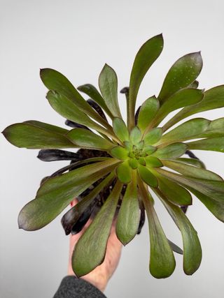 Aeonium Testa Nera