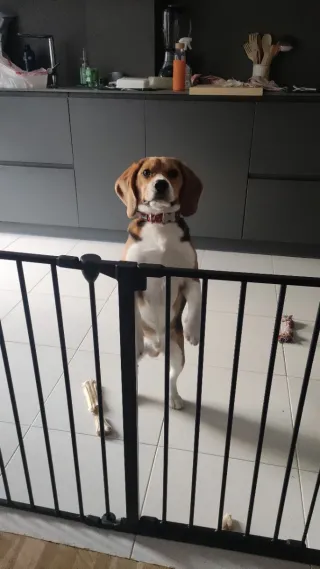 Barrera seguridad mascota/niño