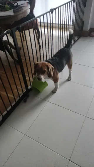 Barrera seguridad mascota/niño
