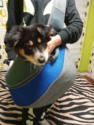 Transportín Perro Gato Mochila bandolera