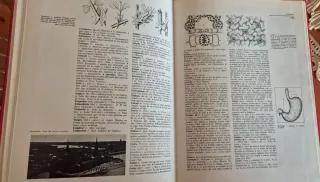 Diccionario Enciclopedico