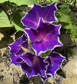 Set Semi Fiori — Speciale per Elena