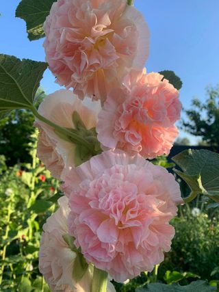 Set Semi Fiori — Speciale per Elena