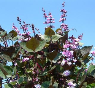 Set Semi Fiori — Speciale per Elena