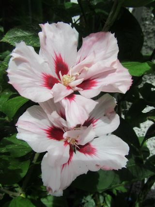 Set Semi Fiori — Speciale per Elena