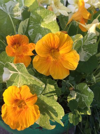 Set Semi Fiori — Speciale per Elena