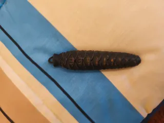 Reloj de cuco de madera