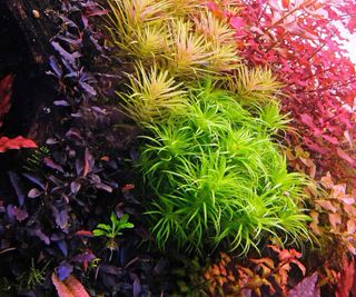 Lote 10 Plantas Acuario Variadas Coloridas