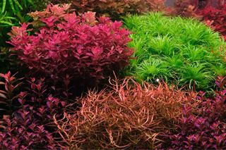 Lote 10 Plantas Acuario Variadas Coloridas