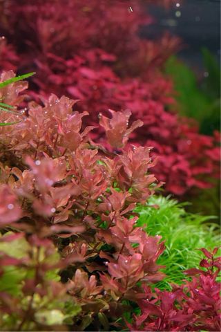 Lote 10 Plantas Acuario Variadas Coloridas