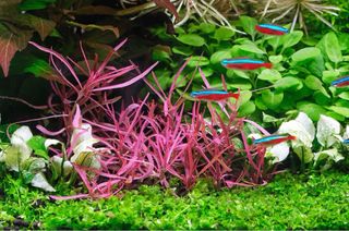 Lote 10 Plantas Acuario Variadas Coloridas