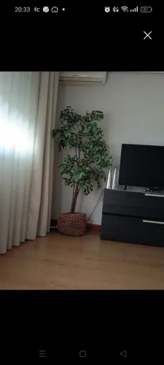 Cesto para planta dos unidades