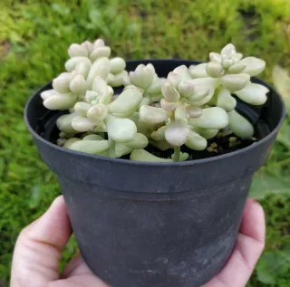 Graptopetalum Mendozae