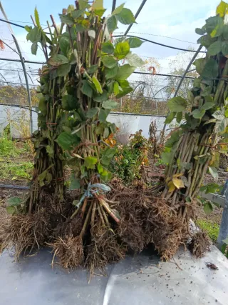 Pack de 2 plantas de mora sin espinas