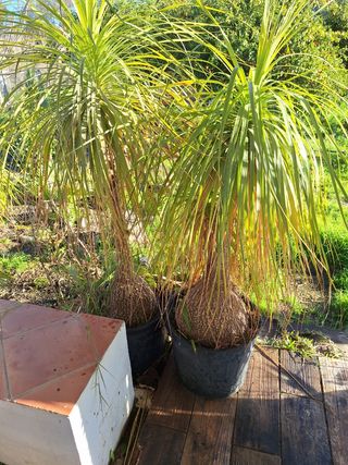 Macetas de terracota y piedra cycas, palmeras