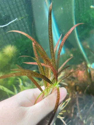 Vallisneria Spiralis planta acuática