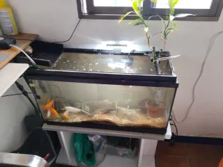 Acuario completo