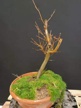 Prebonsai Fagus Crenata