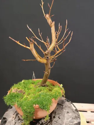 Prebonsai Fagus Crenata