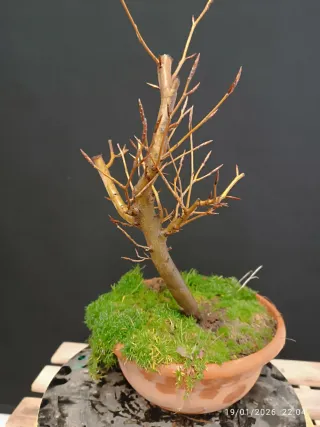 Prebonsai Fagus Crenata