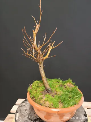 Prebonsai Fagus Crenata