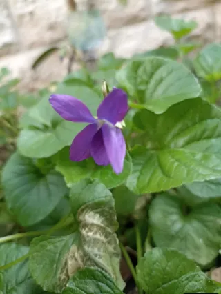 Viola mammola