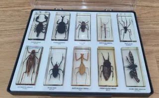 Colección 55 Insectos National Geographic RBA
