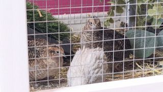 Cuidadora de animales exóticos