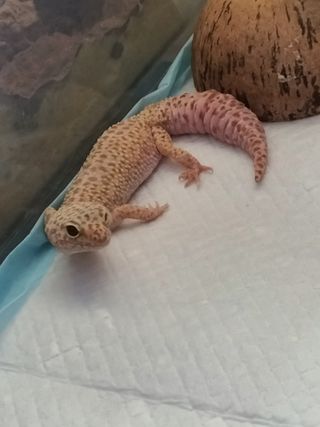 Cuidadora de animales exóticos