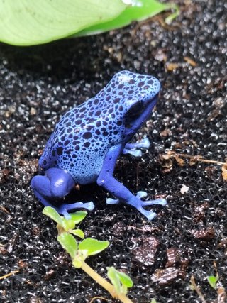 Cuidadora de animales exóticos