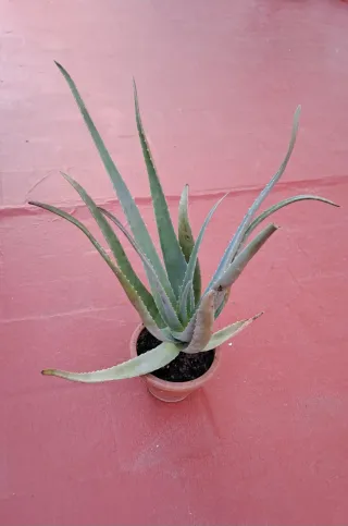 Planta Aloe Vera en Maceta