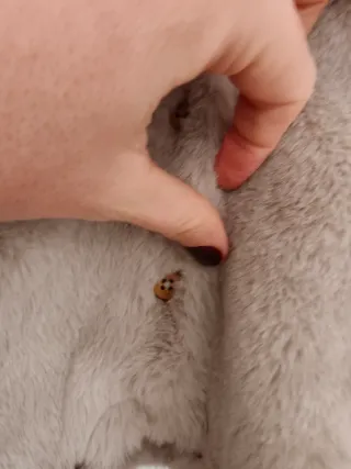 Buzo abrigo Zara pelo beige gris con etiquetas