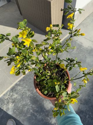 Jazmín de invierno amarillo