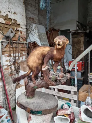 Puzzola europea imbalsamata anni '70