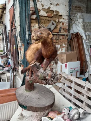 Puzzola europea imbalsamata anni '70