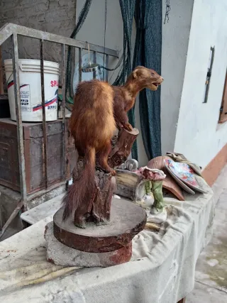 Puzzola europea imbalsamata anni '70