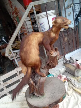 Puzzola europea imbalsamata anni '70