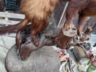 Puzzola europea imbalsamata anni '70