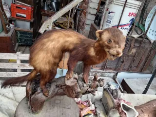 Puzzola europea imbalsamata anni '70