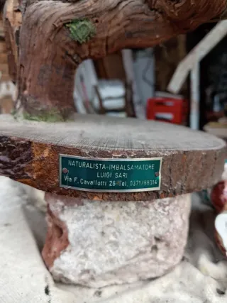 Puzzola europea imbalsamata anni '70