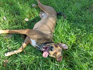 CUIDADOR y PASEADOR de perros a domicilio