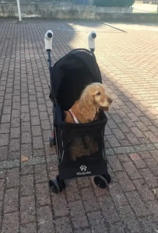 Passeggino per cani/gatti piccola taglia