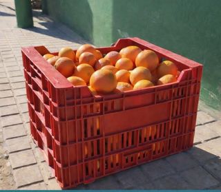 Naranjas Navelinas de huerta