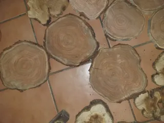 18 Rodajas de madera de pera de 19cm  grosor 2cm