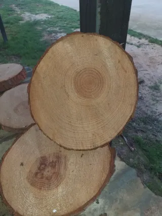 12 Rodajas de Pino Secas de 28 cm grosor 2 cm