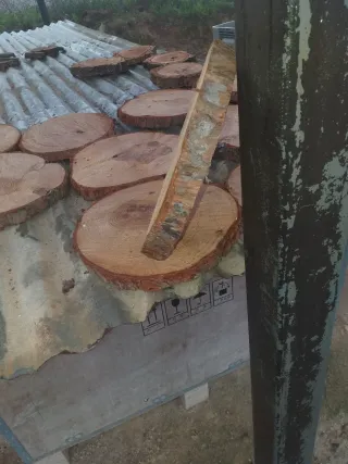 12 Rodajas de Pino Secas de 28 cm grosor 2 cm