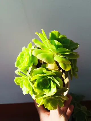 Aeonium