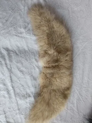 Colletti in pelliccia