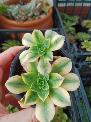 Aeonium florence